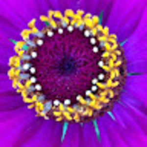 Meet your Posher, Jodie